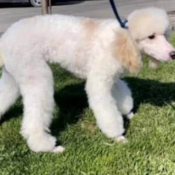 Marshmallo thumbnail 4