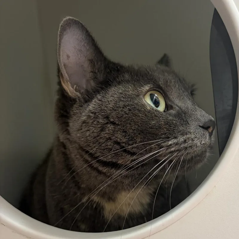 An adult medium-sized female Gray / Blue / Silver Domestic Short Hair cat named Frida for adoption in Champaign, IL