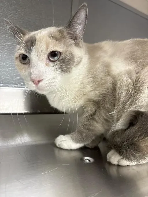 A young medium-sized female Siamese cat named Stormy for adoption in Las Vegas, NV