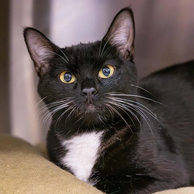 An adult medium-sized female Black Domestic Short Hair cat named Pumpkin Pie for adoption in Mentor, OH