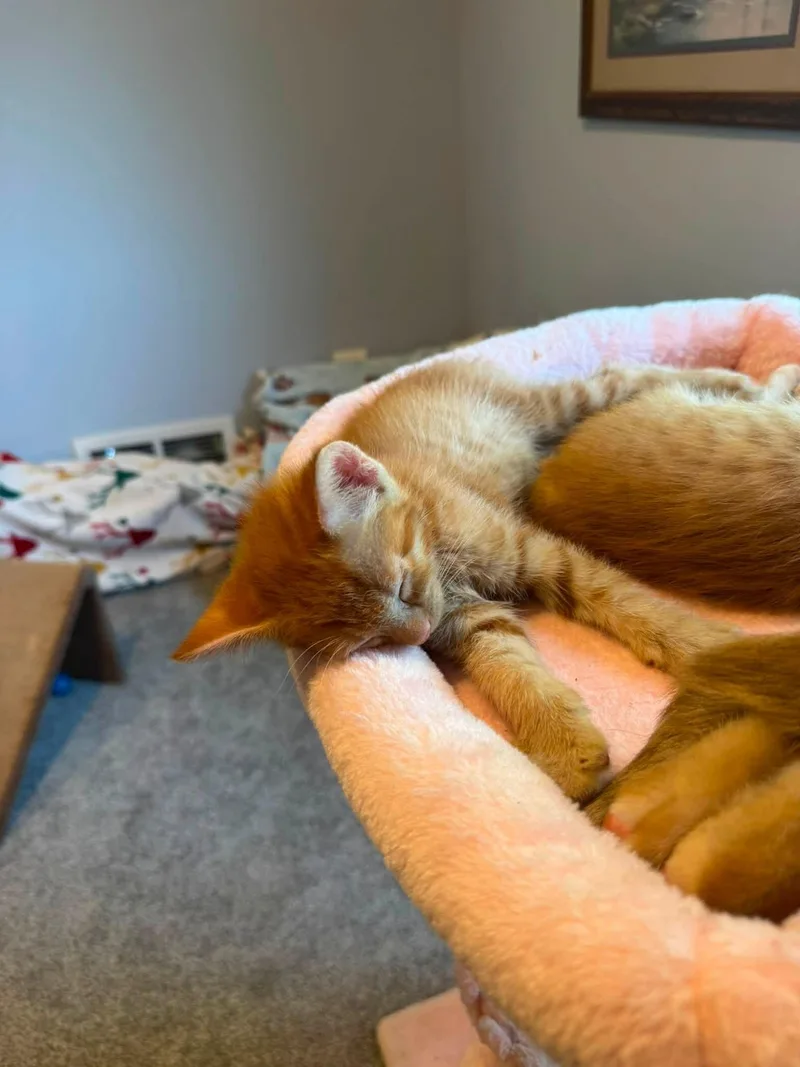A baby medium-sized male Tabby (Orange / Red) Tabby cat named Callahan for adoption in Omaha, NE