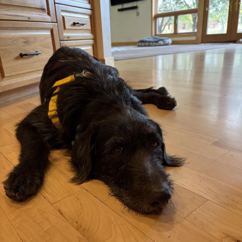 An adult extra large-sized female Black Mixed Breed dog named Binx for adoption in Hailey, ID