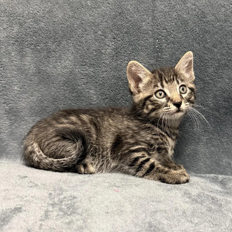A baby medium-sized male Domestic Short Hair cat named Lennix for adoption in Brenham, TX