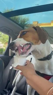 A baby medium-sized male American Foxhound dog named Toby for adoption in Longwood, FL
