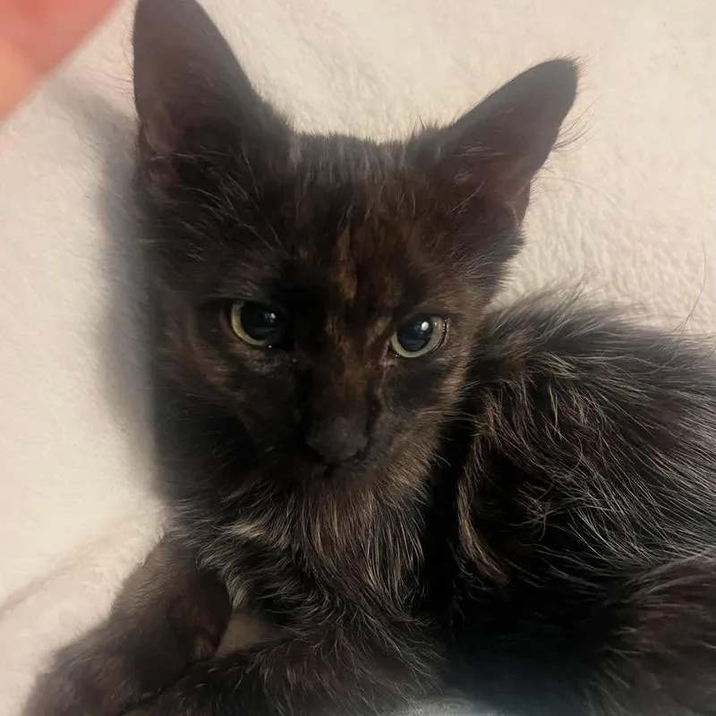 A baby small-sized male Black Domestic Short Hair cat named Kevwardo for adoption in Port Neches, TX