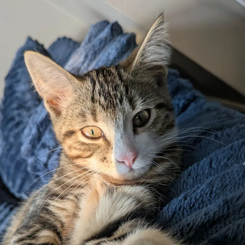 A baby small-sized male Brown / Chocolate Domestic Medium Hair cat named Fenic for adoption in Medina, OH