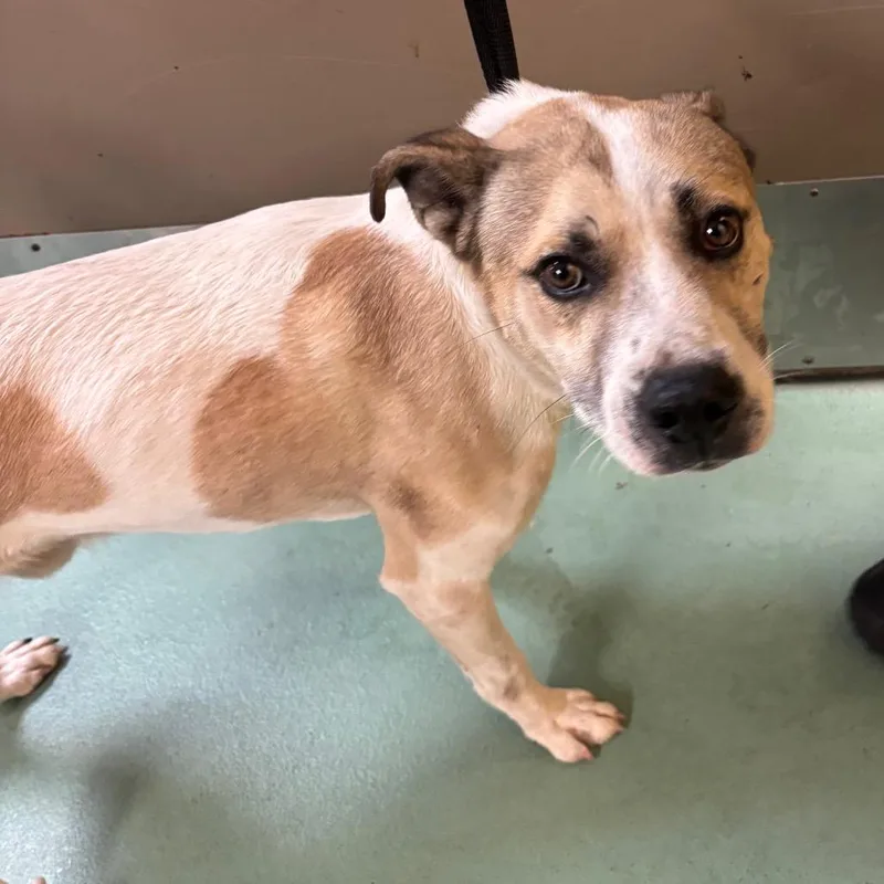 An adult medium-sized male White / Cream Mixed Breed dog named Rocks for adoption in Memphis, TN