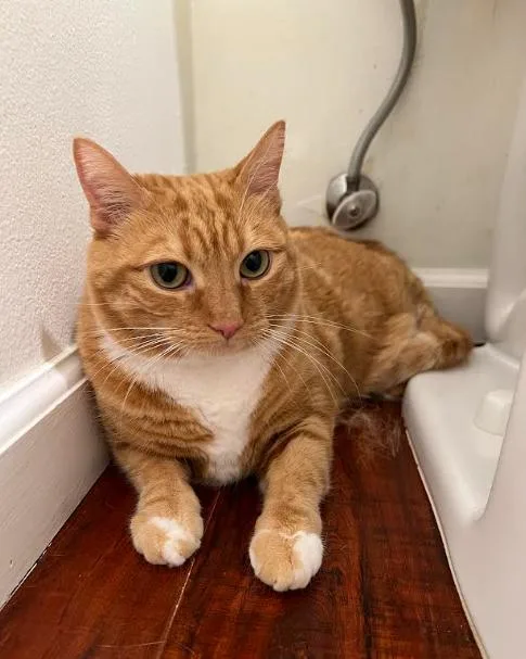An adult large-sized female Orange & White Domestic Short Hair cat named Denali "nali" for adoption in Valley Village, CA
