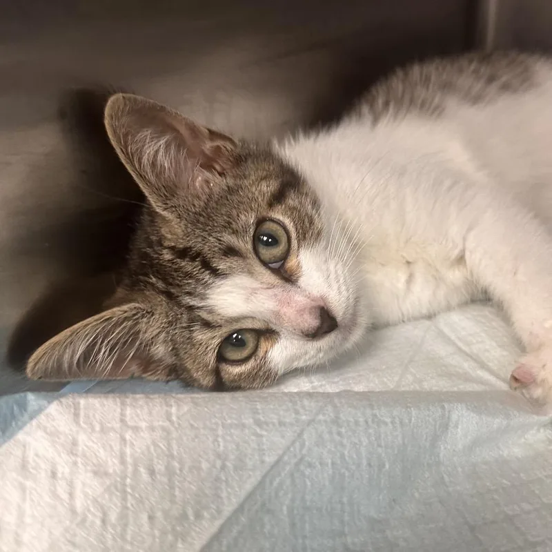 A baby small-sized male Brown / Chocolate Domestic Short Hair cat named McGruff for adoption in Newark, NJ