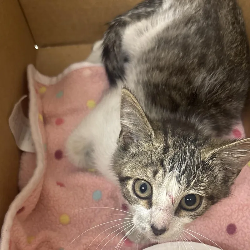 McGruff thumbnail 2