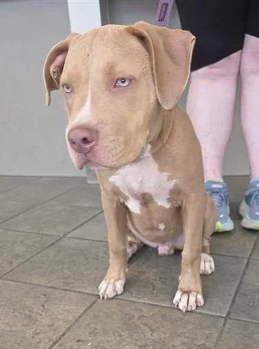 A young medium-sized male American Staffordshire Terrier dog named Jose for adoption in San Antonio, TX