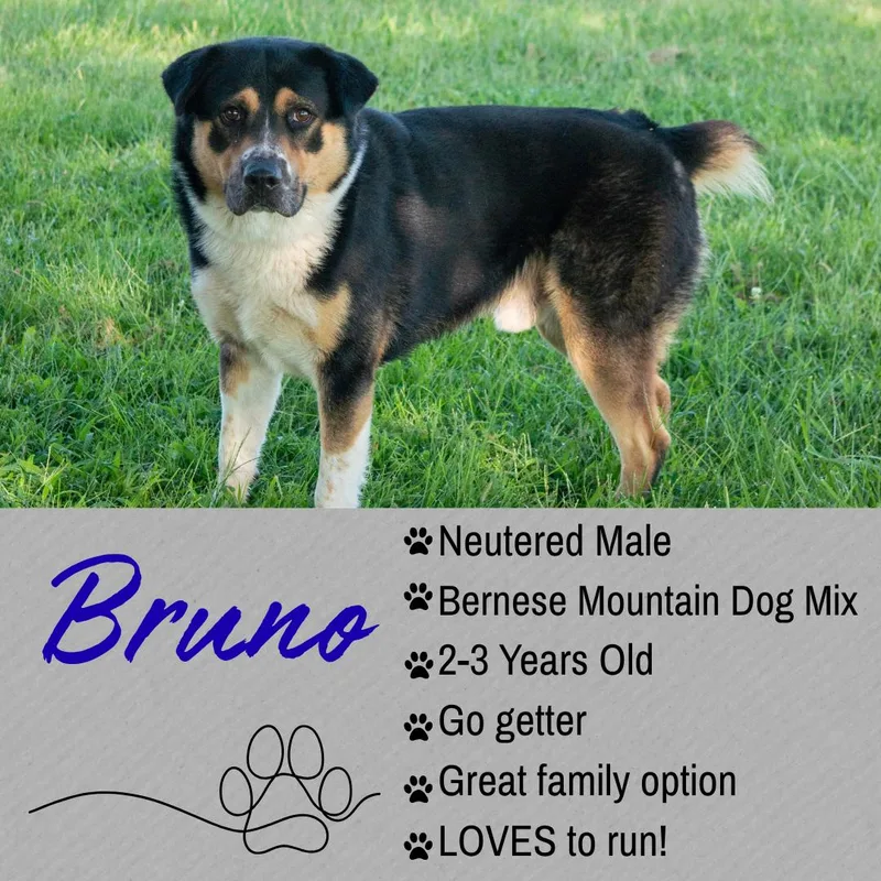 An adult large-sized male Tricolor (Brown, Black, & White) Bernese Mountain Dog dog named Bruno for adoption in Junction City, KS