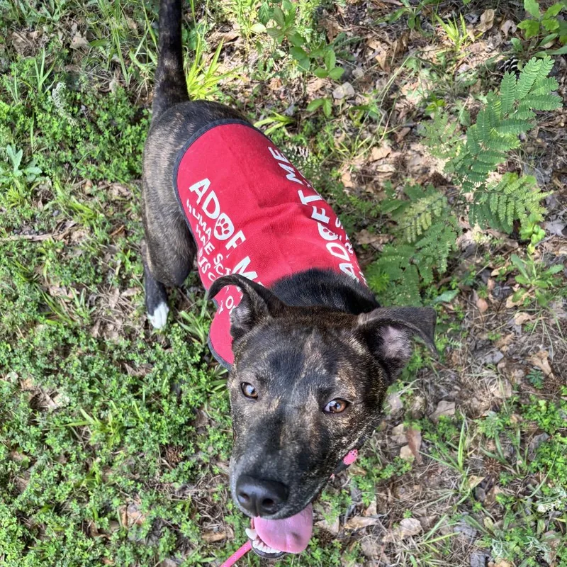 A young medium-sized male Brindle Mixed Breed dog named Ziggy for adoption in Hamilton, GA