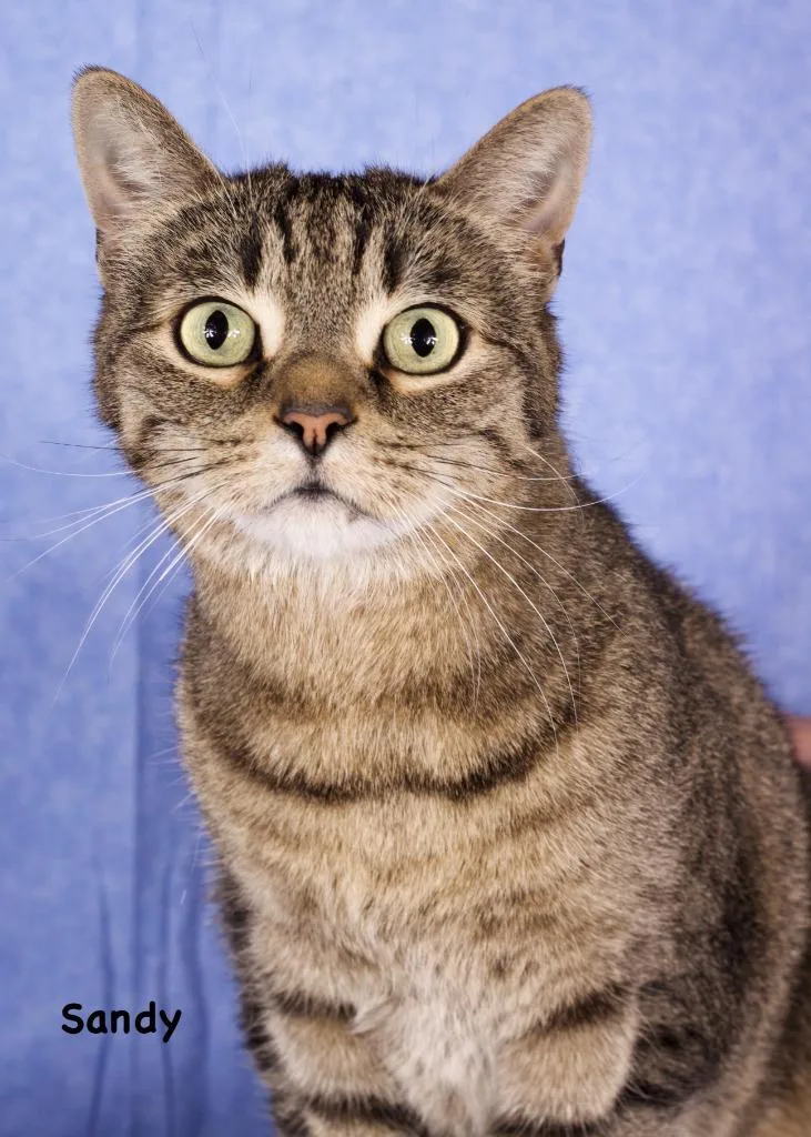 A baby medium-sized male Domestic Short Hair cat named Sandy for adoption in Gilbert, AZ