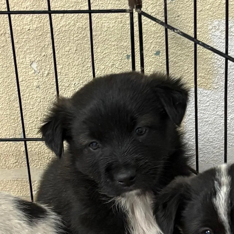 A baby small-sized male Black Border Collie dog named Porterhouse for adoption in Flagstaff, AZ