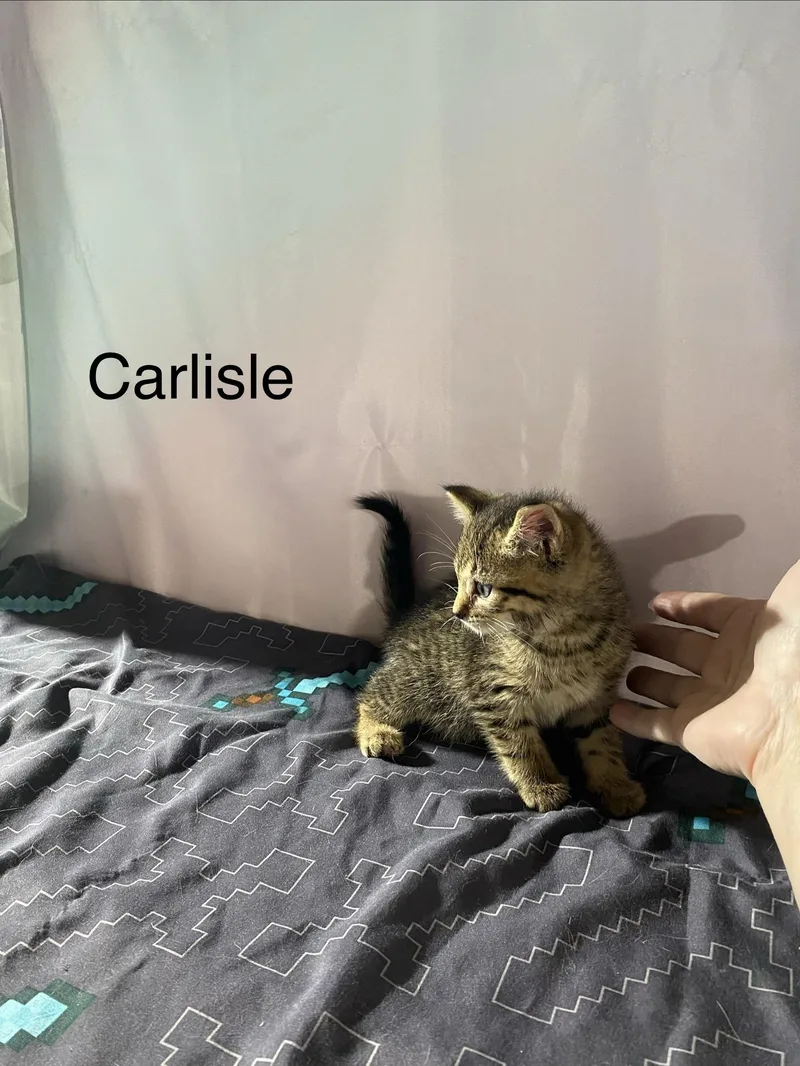 A baby medium-sized male Black Domestic Medium Hair cat named Carlisle for adoption in Macomb, MI