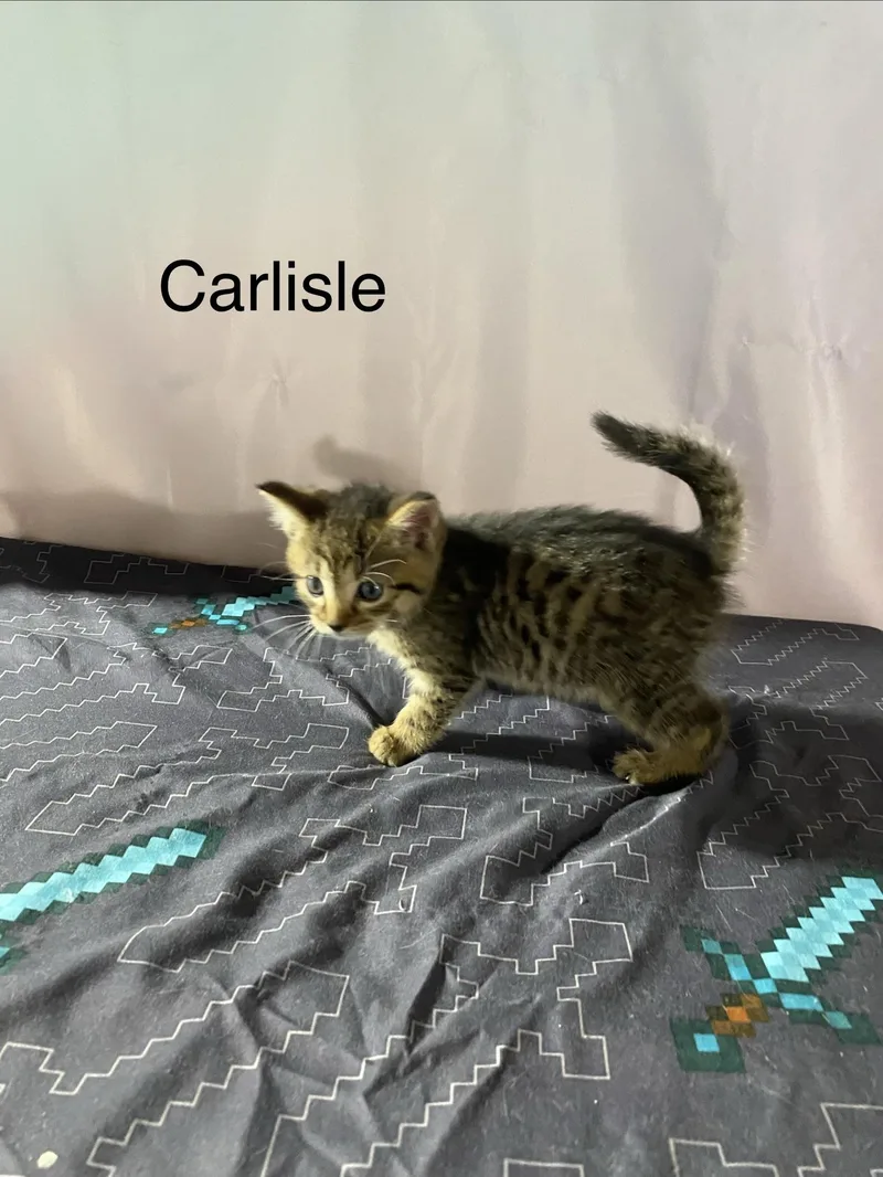 Carlisle thumbnail 2