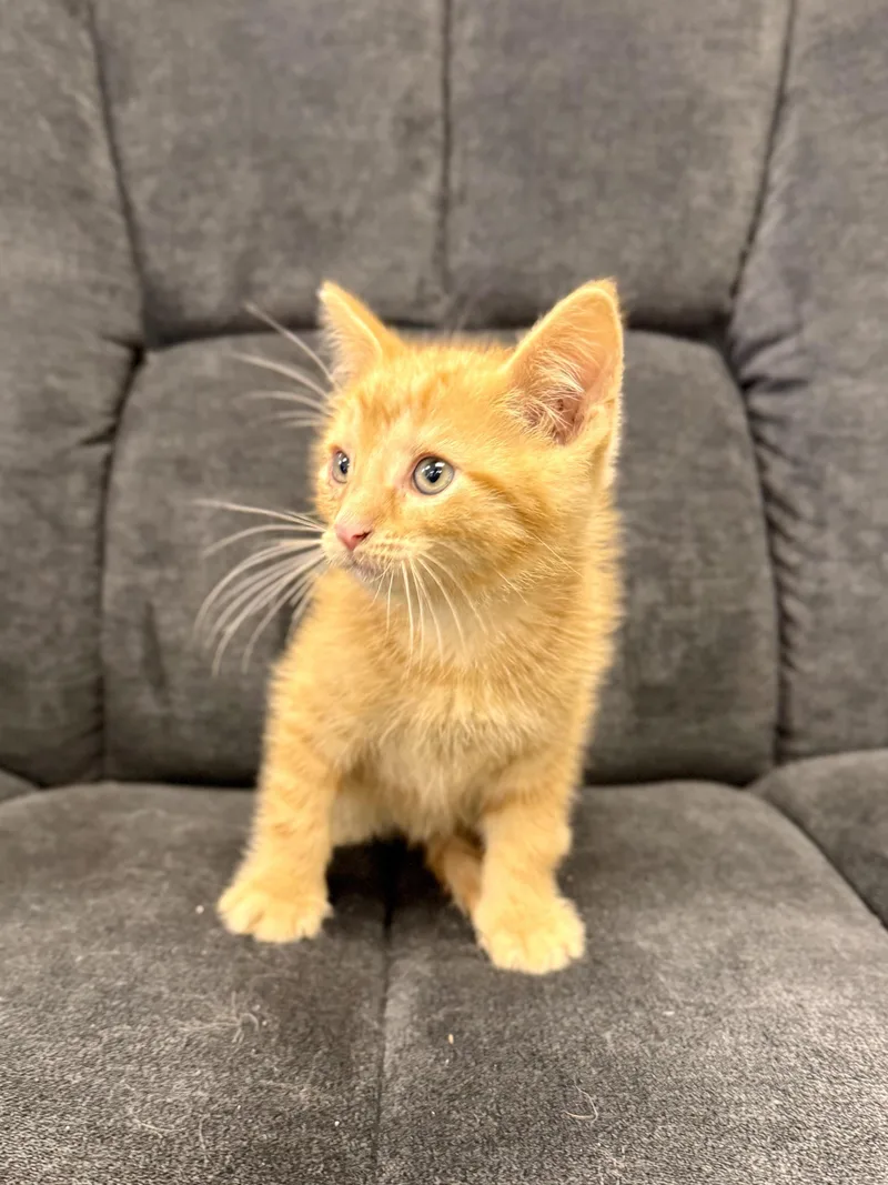 A baby medium-sized male Orange & White Domestic Short Hair cat named Red Rock for adoption in Midland, MI