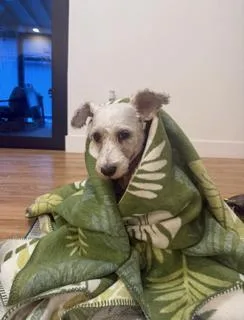 Lulu
