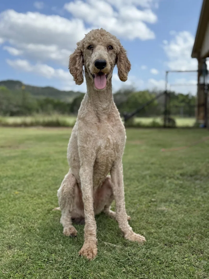 An adult medium-sized male Standard Poodle dog named Dusty for adoption in Helotes, TX