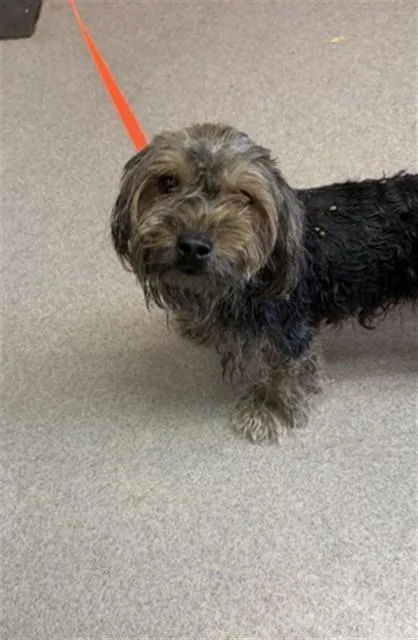 A young small-sized male Yorkshire Terrier dog named Max for adoption in San Bernardino, CA