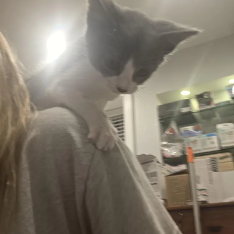 A baby small-sized female Gray & White Domestic Short Hair cat named Minnie for adoption in Lawrenceville, GA
