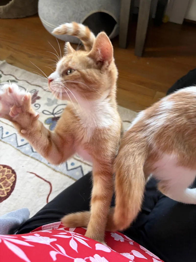 A baby medium-sized male Tabby (Orange / Red) Domestic Short Hair cat named Hobbs for adoption in Greensburg, PA