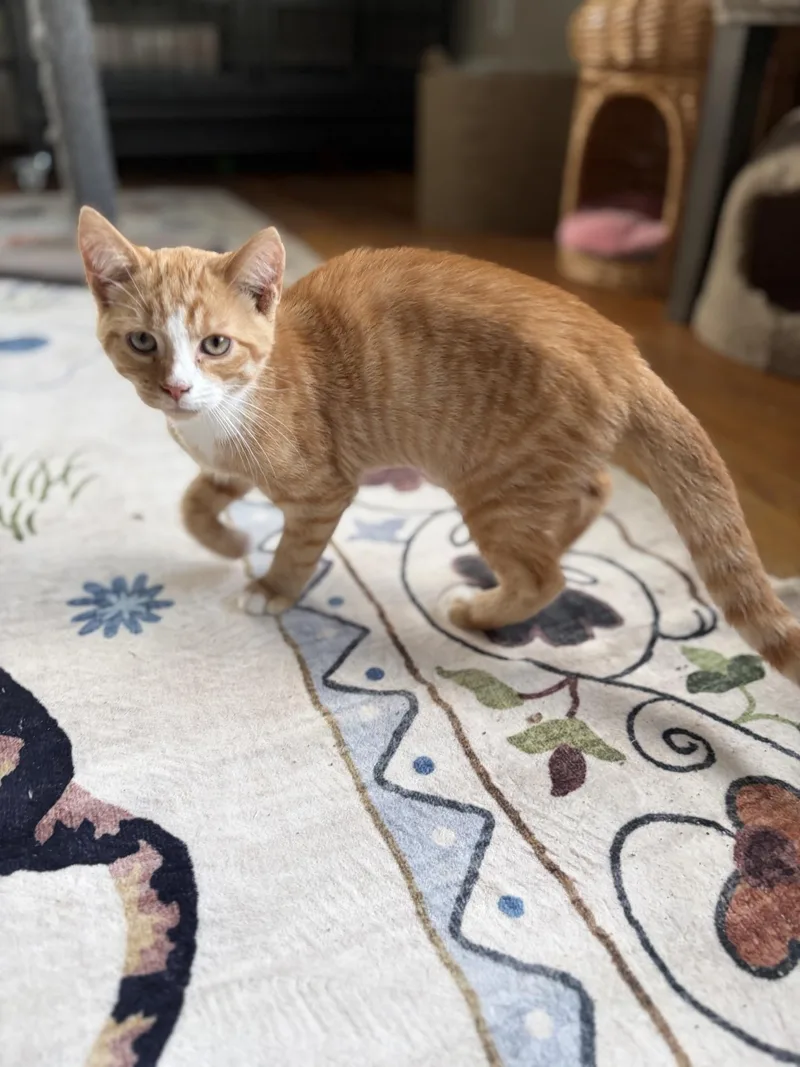 Hobbs thumbnail 5