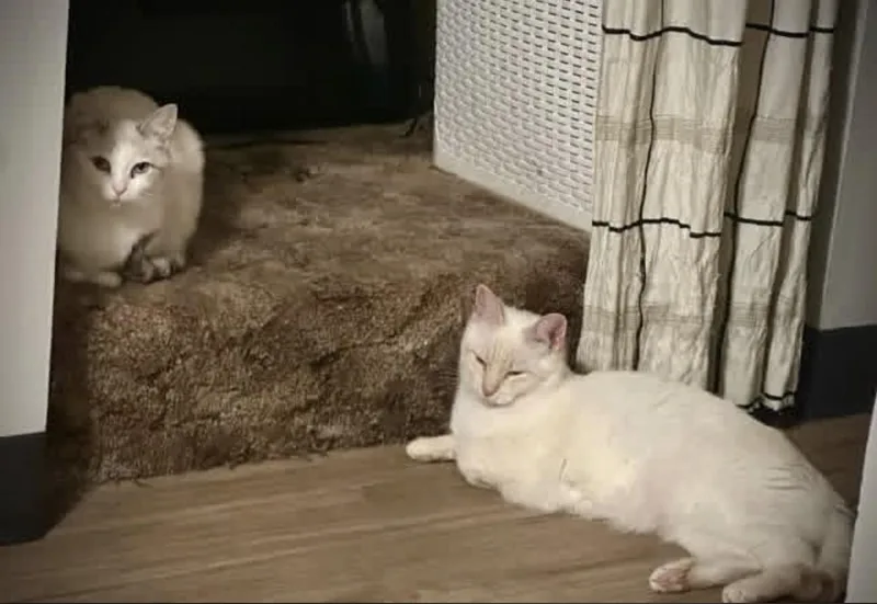 Amelia & Augustus