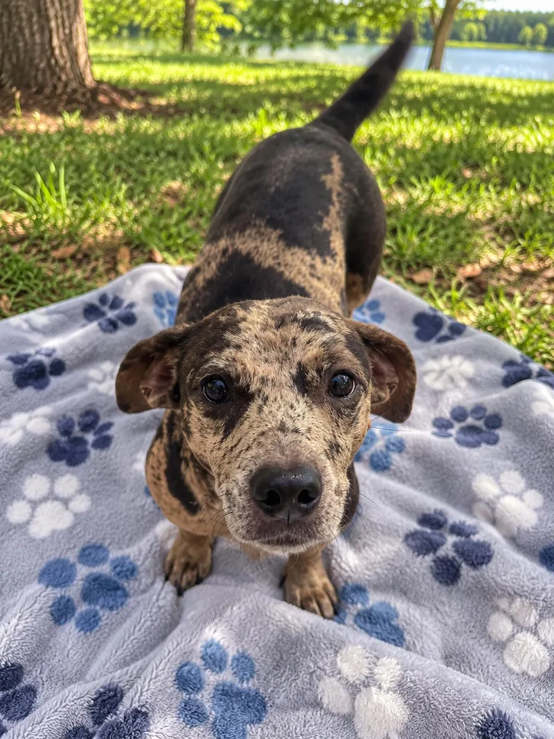 An adult small-sized male Dachshund dog named Jack Sparrow for adoption in Winter haven, FL