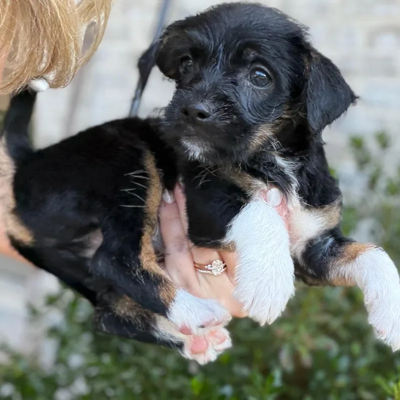 A baby small-sized male Black Jack Russell Terrier dog named Linguini for adoption in Baton Rouge, LA
