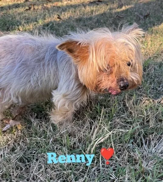 A senior small-sized male Yorkshire Terrier dog named Renny for adoption in Bryan, TX