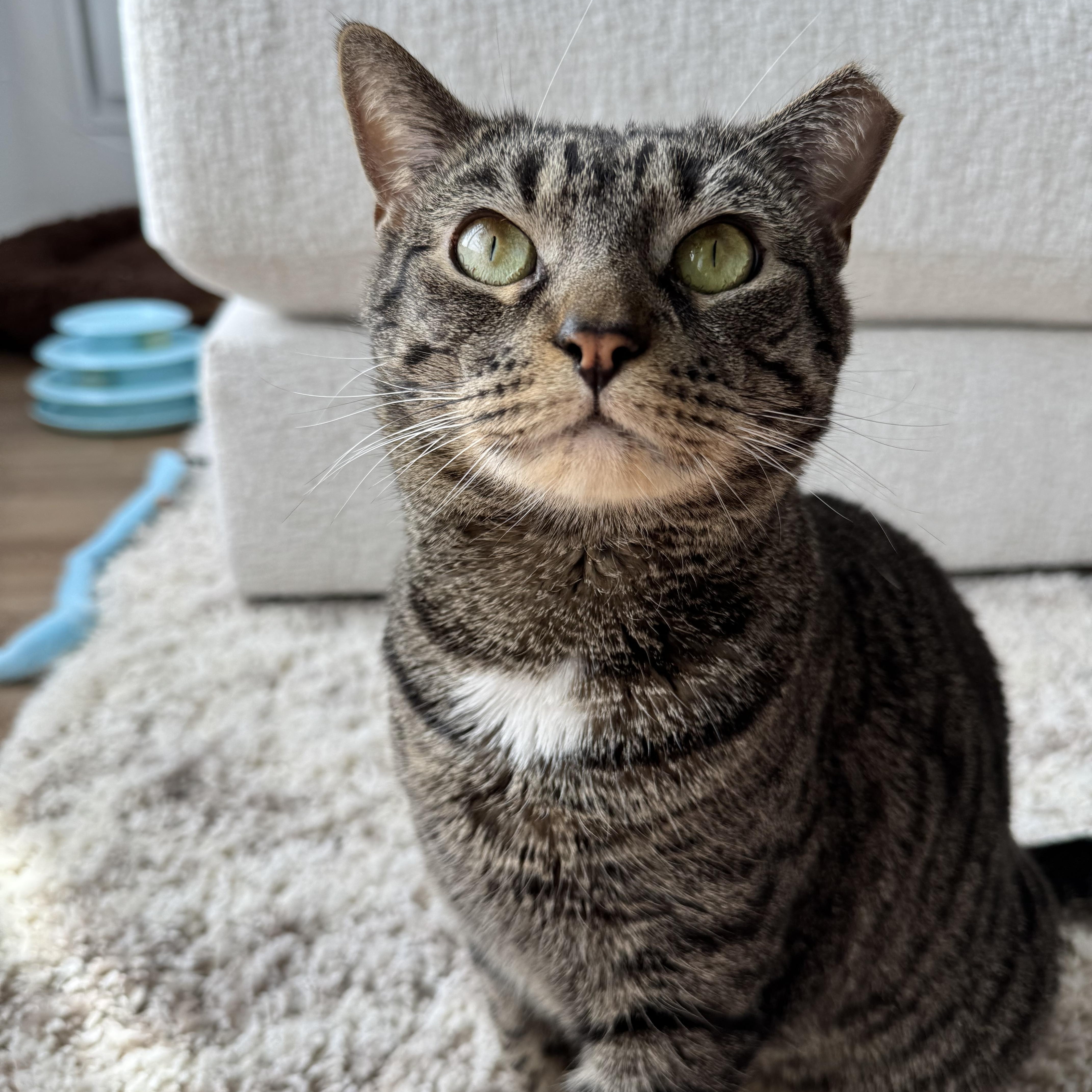 A young medium-sized female Tabby (Tiger Striped) Domestic Short Hair cat named Musya for adoption in Brooklyn, NY