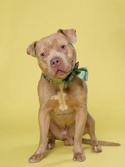 An adult large-sized male Mixed Breed dog named Dill for adoption in Atlanta, GA
