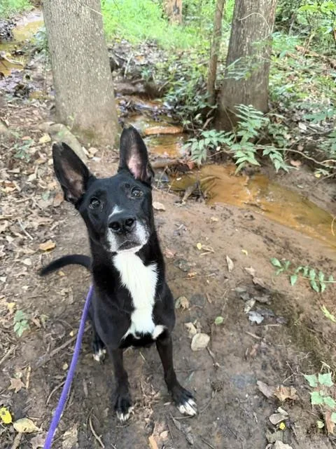 An adult large-sized female Mixed Breed dog named Lorelai for adoption in Charlotte, NC