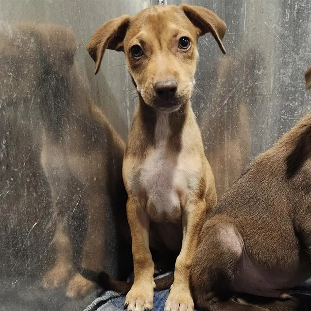 A baby small-sized female Labrador Retriever dog named Amira for adoption in San Antonio, TX