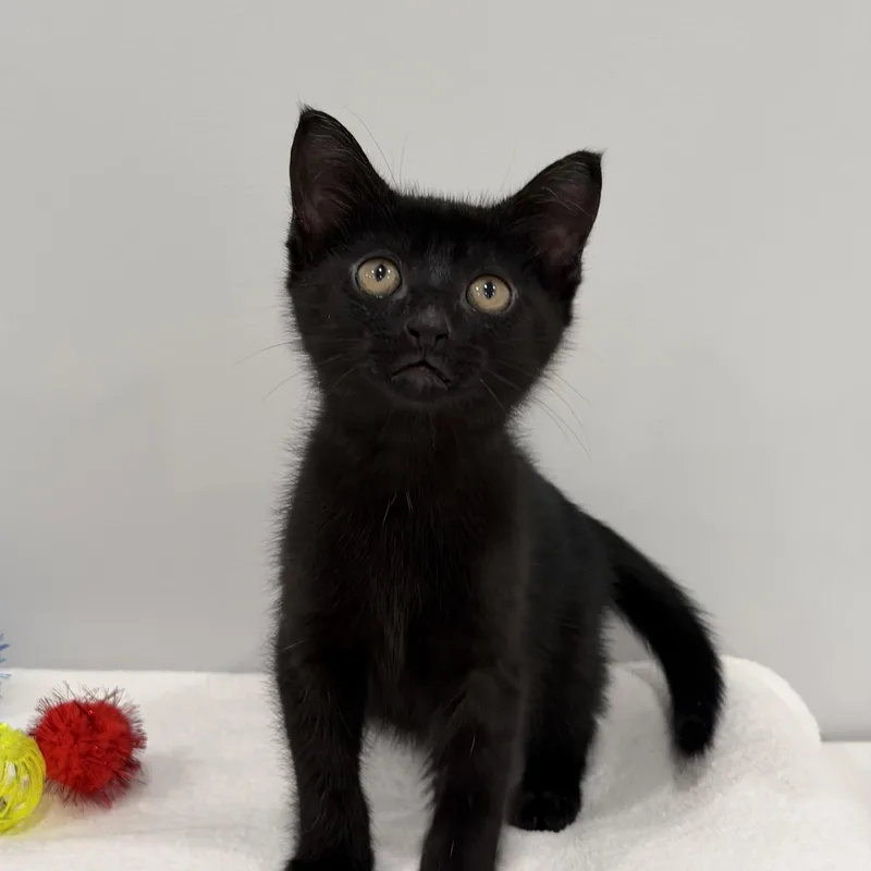 A baby medium-sized male Black Domestic Short Hair cat named Blackberry for adoption in Chicago, IL