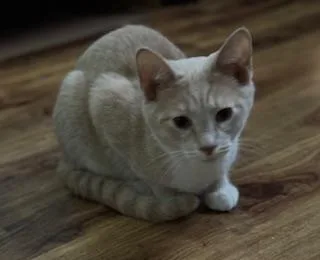 A baby large-sized male Buff / Tan / Fawn Domestic Short Hair cat named George for adoption in Lemoyne, PA