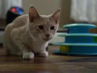 George thumbnail 2