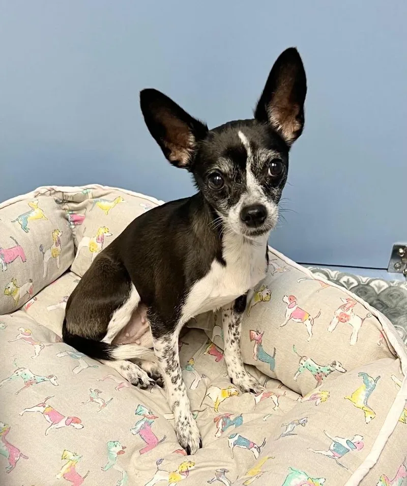 An adult small-sized female Chihuahua dog named Hallie for adoption in Johnson City, TN