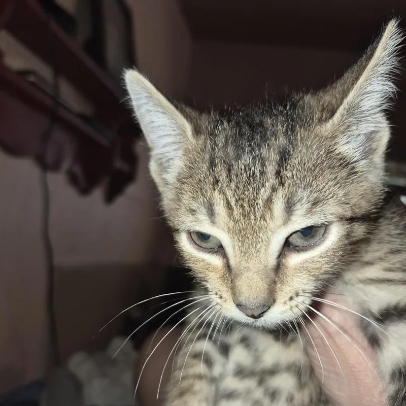 A baby small-sized female Black Domestic Short Hair cat named Tawny for adoption in Webster, TX