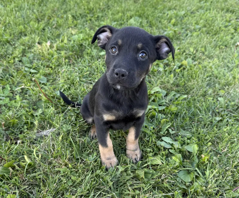 A baby medium-sized female Mixed Breed dog named Ada for adoption in Iron Ridge, WI