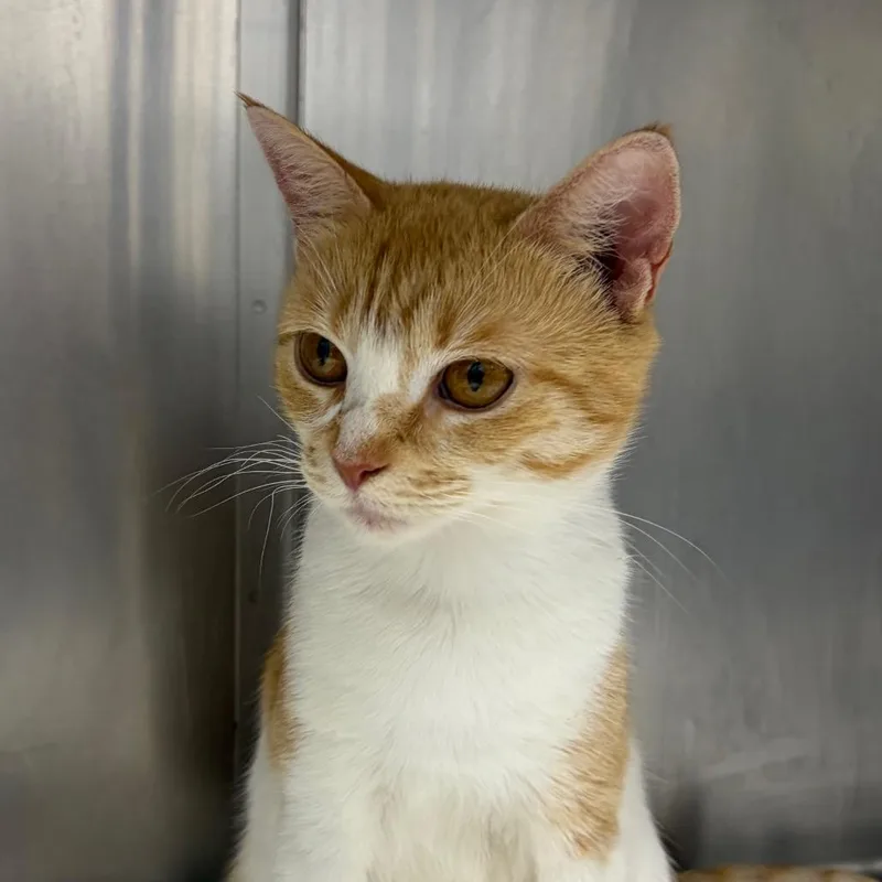 A young medium-sized female Orange / Red Domestic Short Hair cat named Sunny for adoption in Newark, NJ
