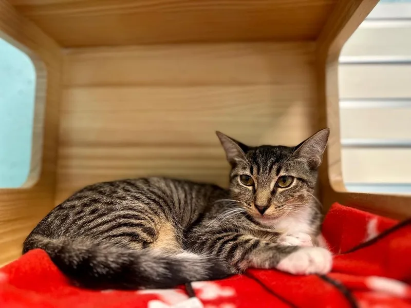 A young small-sized female Domestic Short Hair cat named Audrie for adoption in Cape Coral, FL