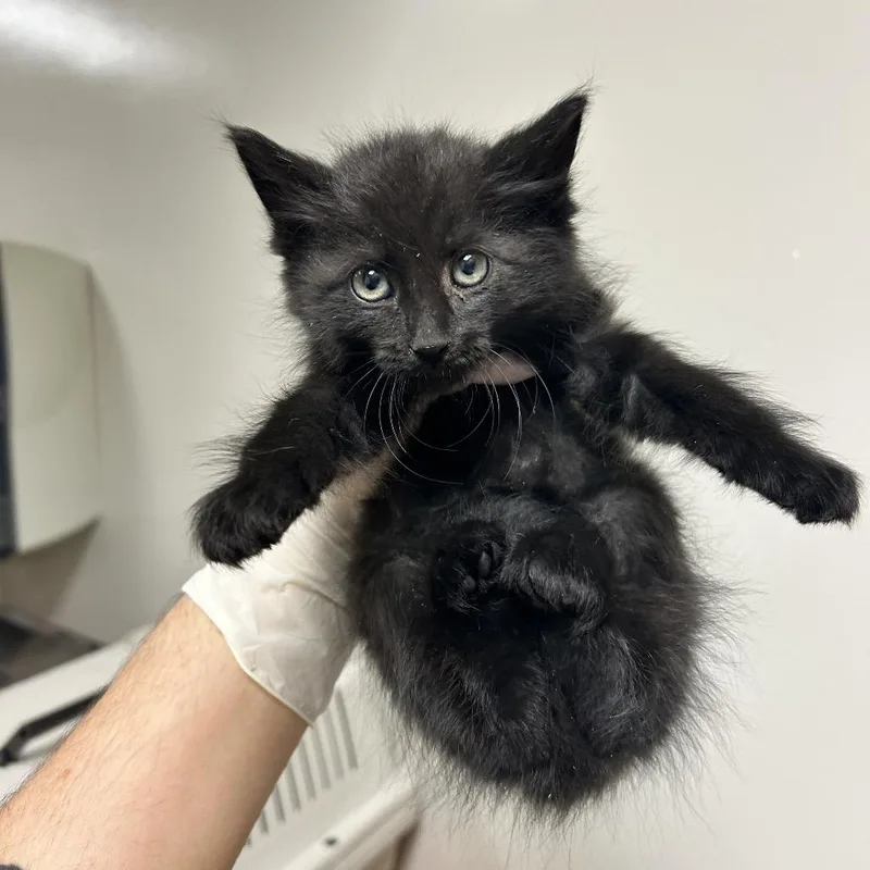 A baby small-sized female Black Domestic Medium Hair cat named Swee'Pea for adoption in Reno, NV