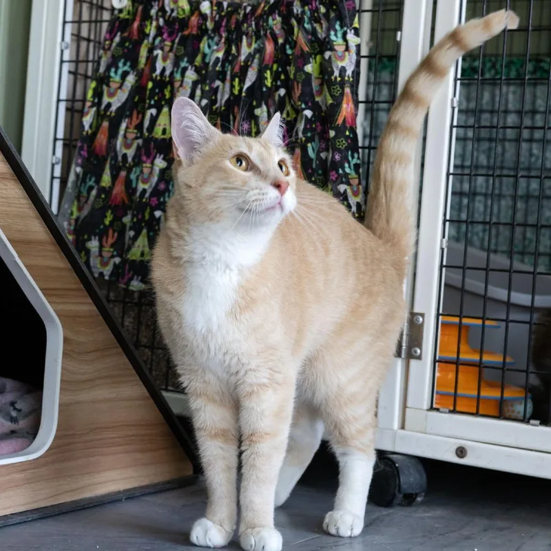 An adult medium-sized male Buff / Tan / Fawn Domestic Short Hair cat named Jif for adoption in McKean, PA