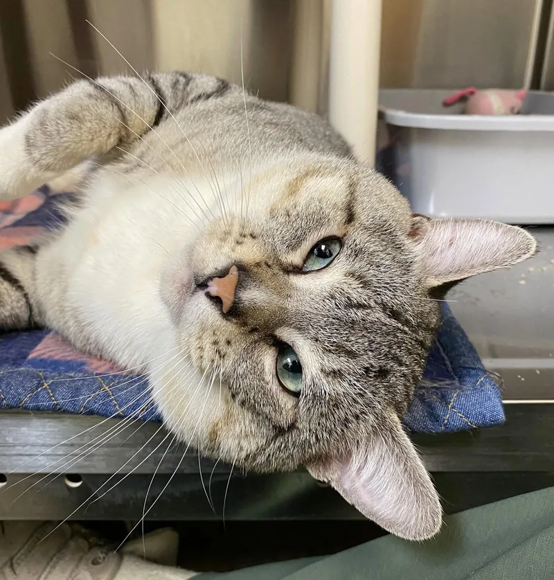 An adult medium-sized male Domestic Short Hair cat named Yosemite Sam for adoption in Fargo, ND