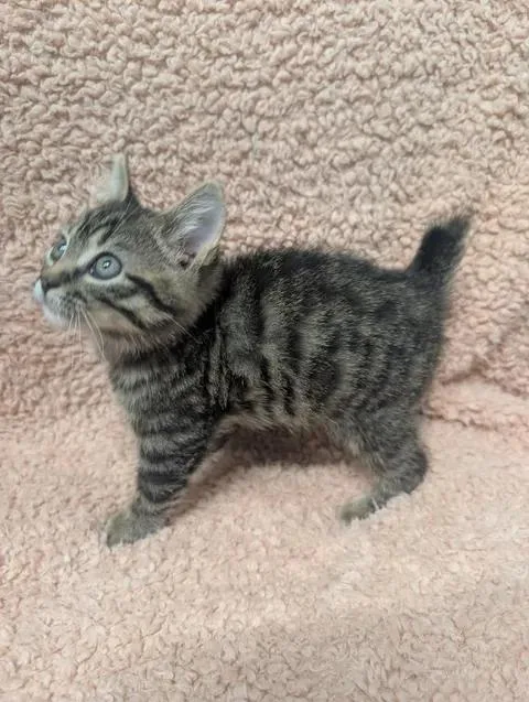 A baby medium-sized male Tabby (Gray / Blue / Silver) Domestic Short Hair cat named Pebble for adoption in Taylorsville, KY