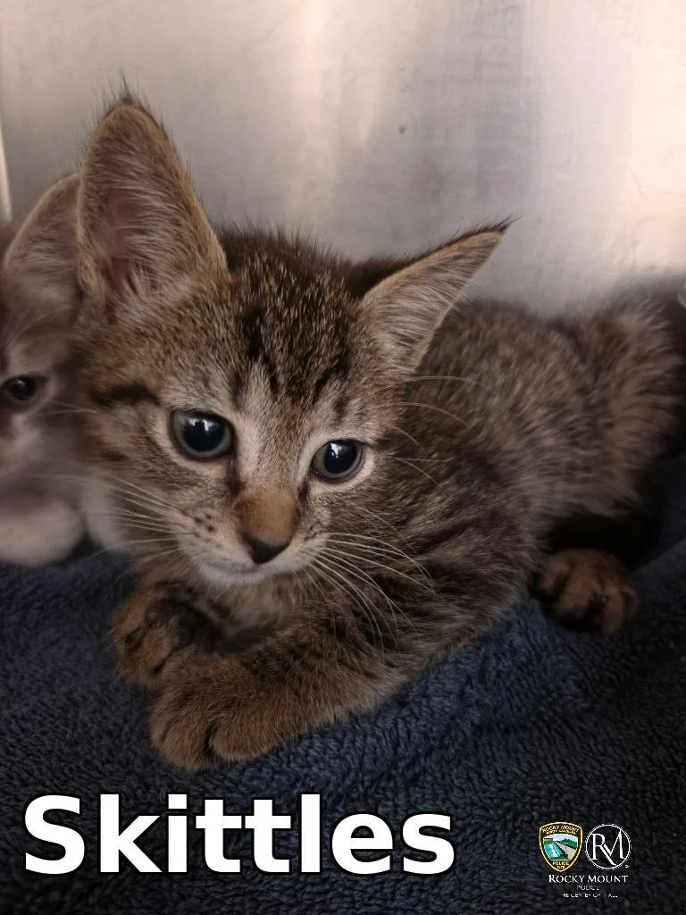 A baby small-sized male Domestic Short Hair cat named Skittles for adoption in Rocky Mount, NC