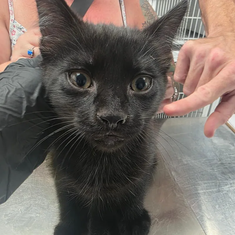 A baby small-sized male Black Domestic Short Hair cat named Gordito for adoption in Duncan, OK